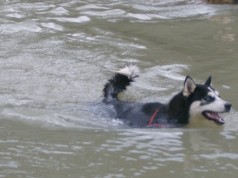 Fotos de perros